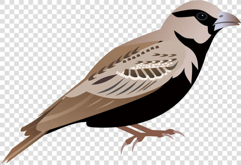 Sparrow Png   Sparrow Png Clipart  Transparent PngTransparent PNG