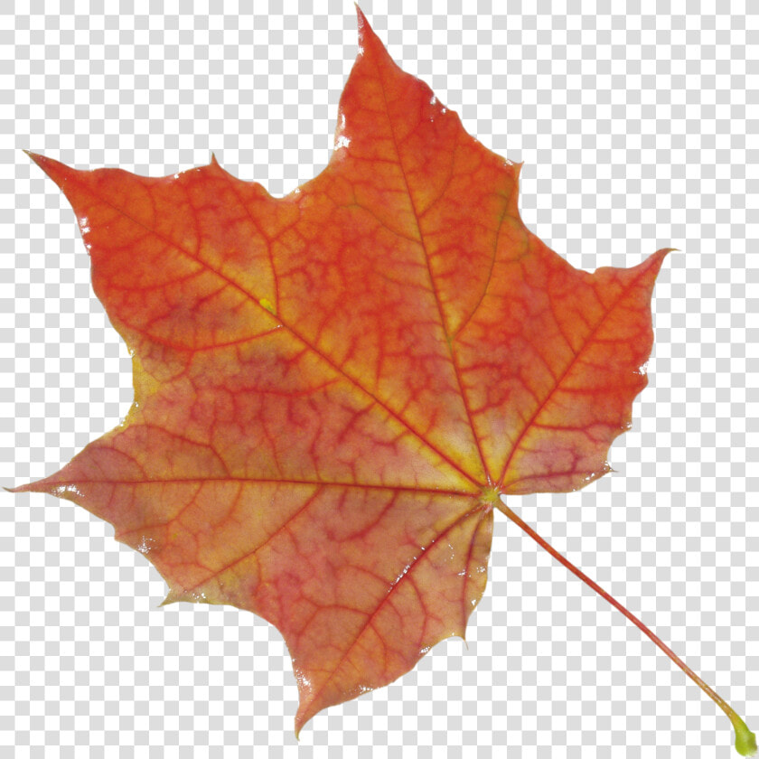 Autumn Png Leaf   Autumn Leaf Png  Transparent PngTransparent PNG