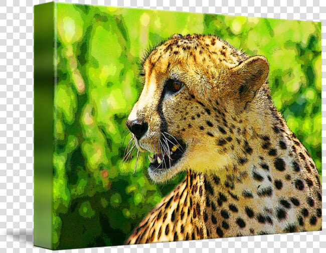 Clip Art Cheetah Photos   Cheetah  HD Png DownloadTransparent PNG