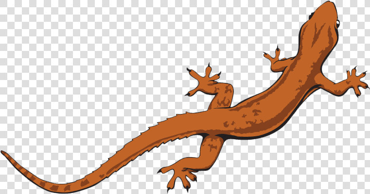 Lizard Png File   Transparent Background Lizard Clipart  Png DownloadTransparent PNG