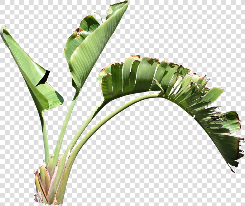 Strelitzia Png  Transparent PngTransparent PNG