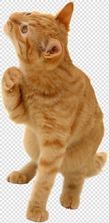 Kitty Transparent Orange   41point9 Still Looking For Answers  HD Png DownloadTransparent PNG