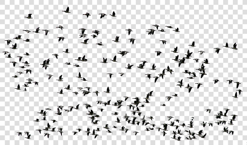 Group Flying Birds Png   Birds Fly Png Transparent  Png DownloadTransparent PNG