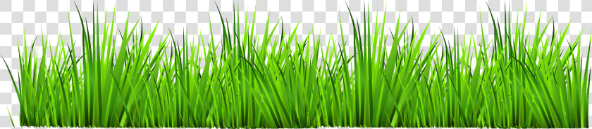 Grass With Flowers Clipart Png   Grass Clipart  Transparent PngTransparent PNG