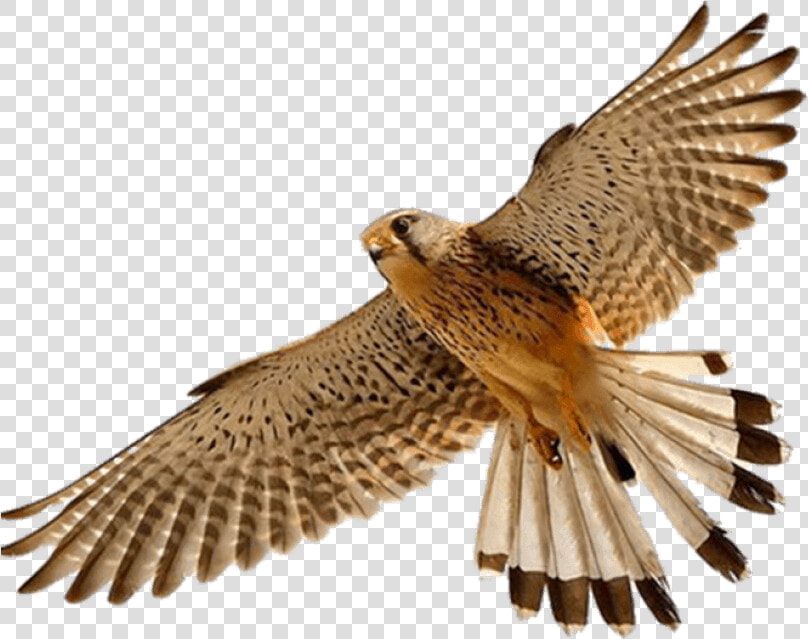 Download Free Falcon Birds Png Transparent Images Transparent   Falcon Png  Png DownloadTransparent PNG