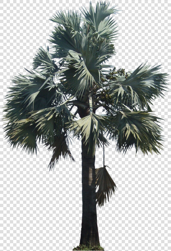 Bismarckia05l   Silver Bismarck Palm Png  Transparent PngTransparent PNG