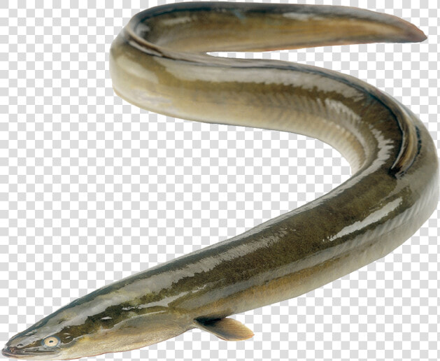 Transparent Eel Full Grown Jpg Free Stock   Freshwater Eel South Africa  HD Png DownloadTransparent PNG