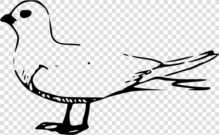 Gulls  HD Png DownloadTransparent PNG