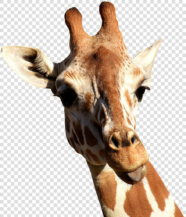 Giraffe  Cheeky  Stick Out Tongue  Funny  Cute  Animal   Teoria De Lamarck Maquetas  HD Png DownloadTransparent PNG