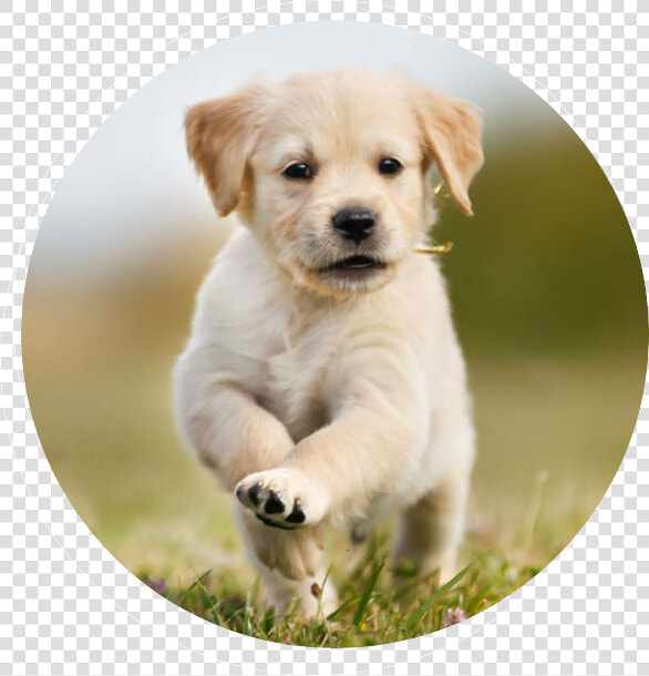 Lap Dog Puppies  HD Png DownloadTransparent PNG