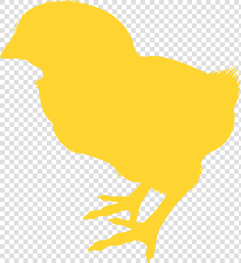 Silueta De Un Pollito  HD Png DownloadTransparent PNG