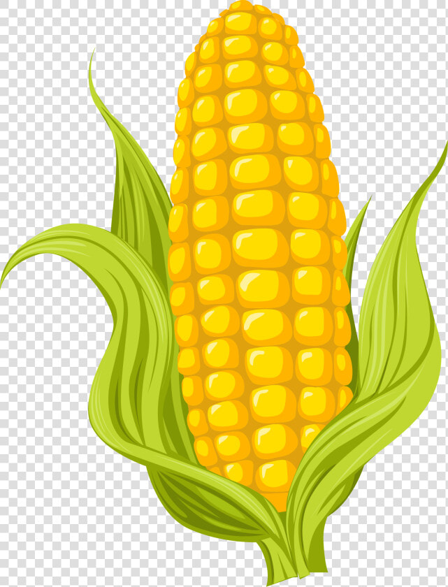 Maize Drawing Photography   Clipart Corn Transparent  HD Png DownloadTransparent PNG