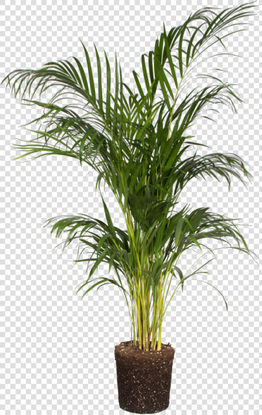 Areca Palm   Png Download   Areca Palm Transparent Background  Png DownloadTransparent PNG