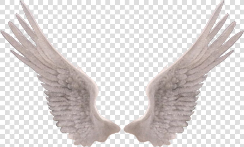 Feather   Ailes D Ange Realiste  HD Png DownloadTransparent PNG