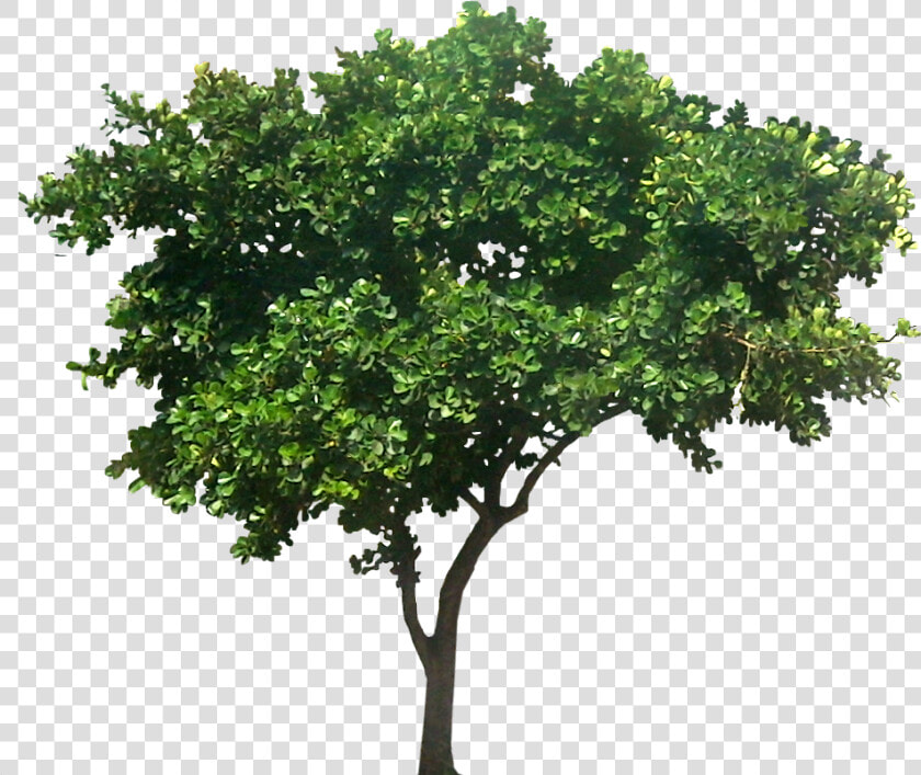 Tree For Architectural Rendering   Architecture Rendering Tree Png  Transparent PngTransparent PNG