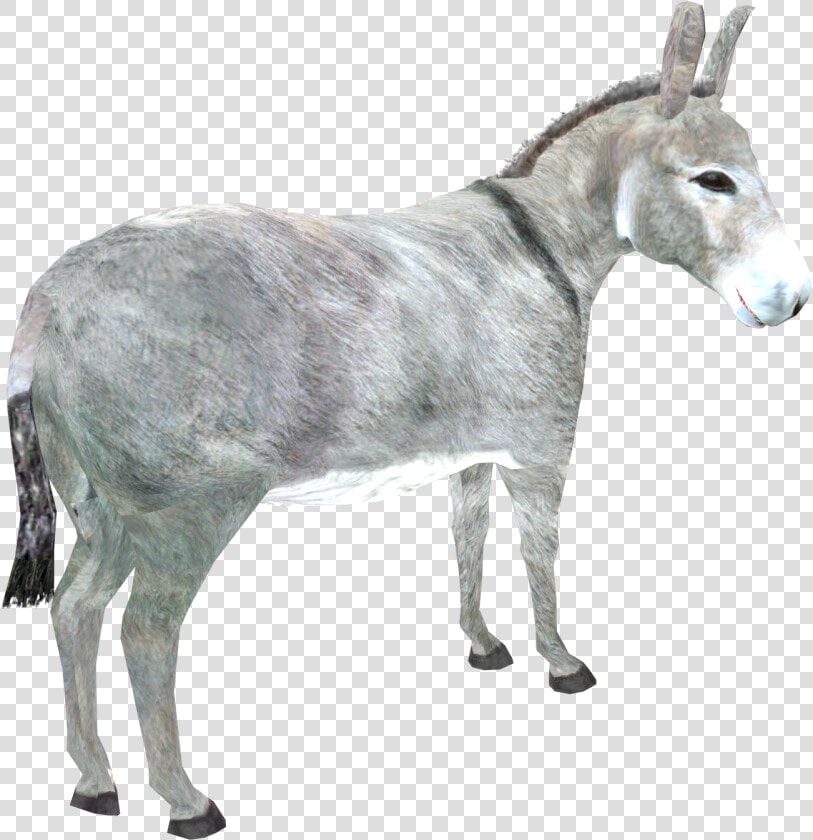 Donkey Png Download Image   Burro  Transparent PngTransparent PNG