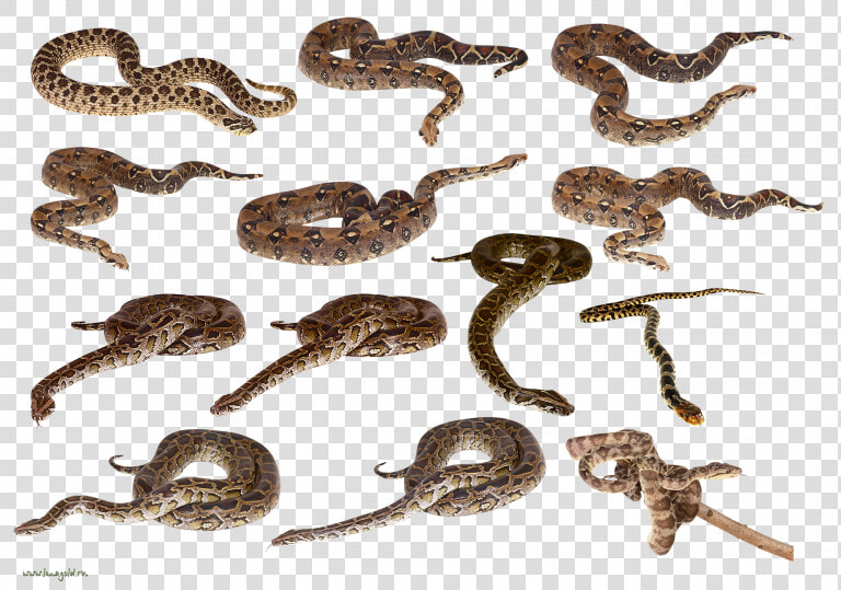 Now You Can Download Snake Png Clipart   Snakes Png  Transparent PngTransparent PNG