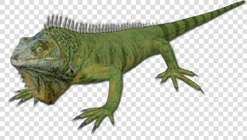 Iguana   Iguana Png  Transparent PngTransparent PNG