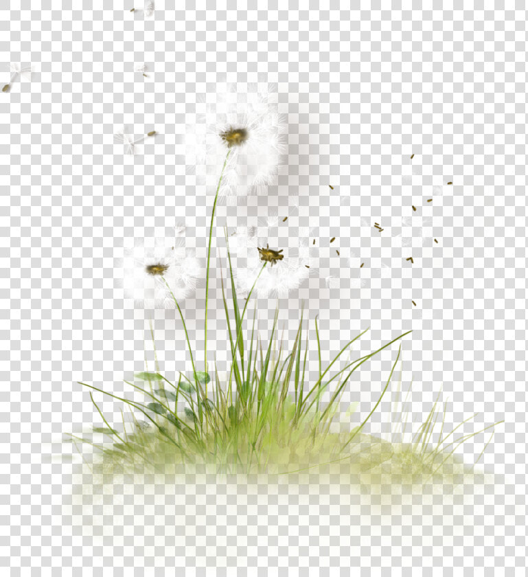 Free Download Dandelion Grass Png Clipart Dandelion   Png Dandelion Tubes  Transparent PngTransparent PNG