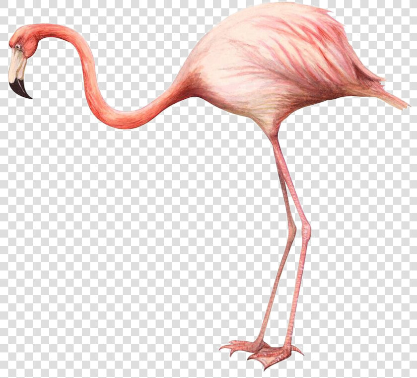 Flamingo Art Png Free Background   Flamingo On A White Background  Transparent PngTransparent PNG