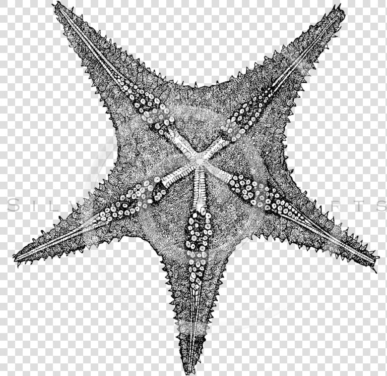 Transparent Sea Star Clipart Black And White   Starfish  HD Png DownloadTransparent PNG