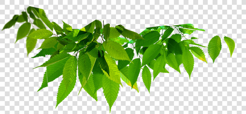 Twig Vector Curry Leaf   Leaves Green Png  Transparent PngTransparent PNG