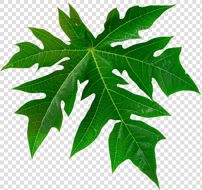 Papaya Tree Rooms Are Well furnished  Comfortable    Vector Papaya Leaves Png  Transparent PngTransparent PNG