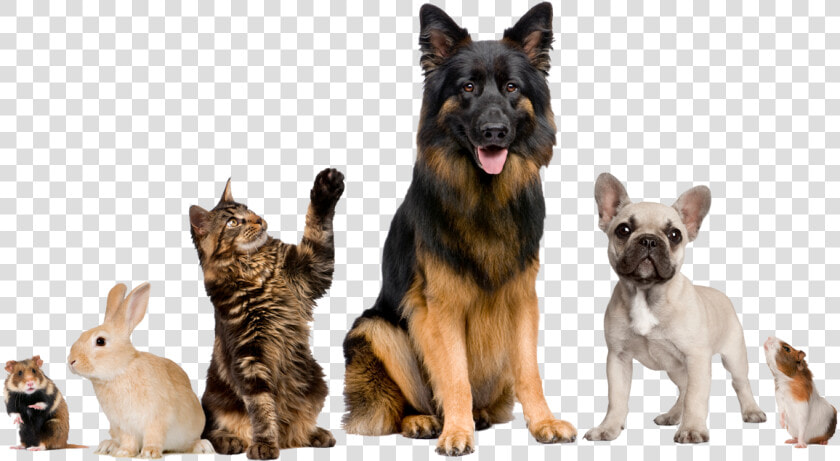 We Care For Many Kinds Of Animals   Dog Walking And Pet Sitting  HD Png DownloadTransparent PNG