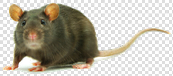 Rat Clipart Transparent Png   Clipart Rat Png  Png DownloadTransparent PNG