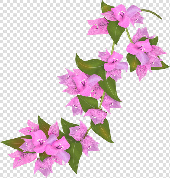 Bougainvillea Flower Png  Transparent PngTransparent PNG