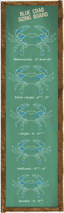 Blue Crab Sizing Board   Crab Sizes Number 2  HD Png DownloadTransparent PNG