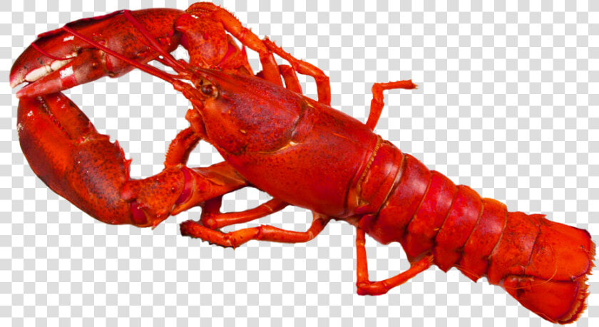 Transparent Crawfish Png   Transparent Background Lobster Png  Png DownloadTransparent PNG