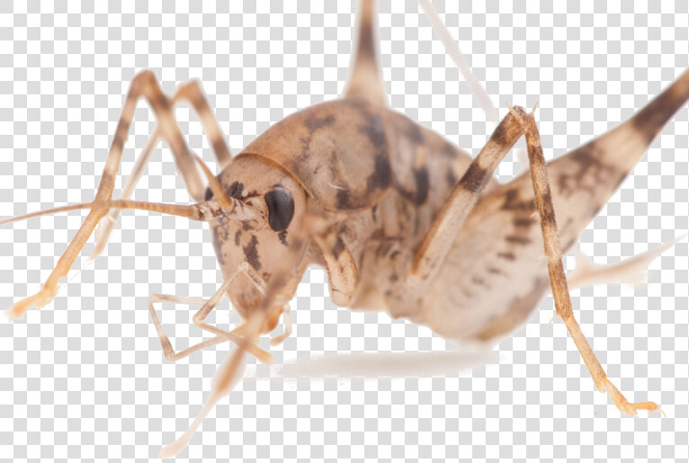 Cavecrickettiny   Cricket Species  HD Png DownloadTransparent PNG