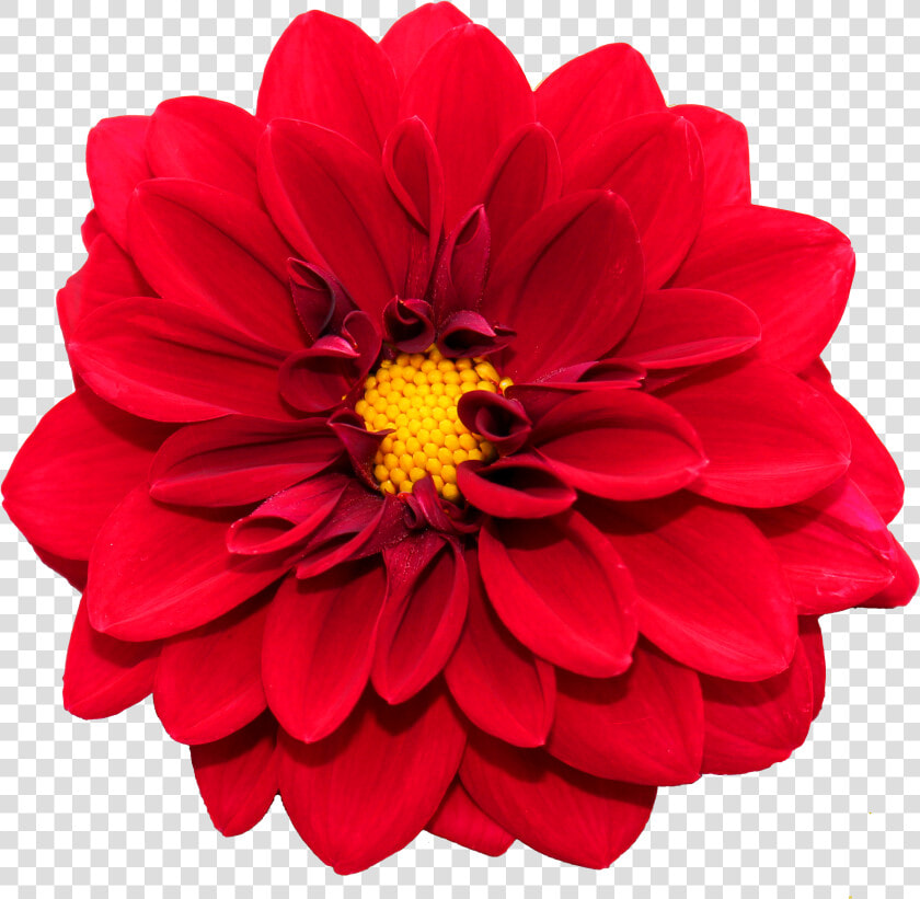 Flower Png Image   Bloem  Transparent PngTransparent PNG