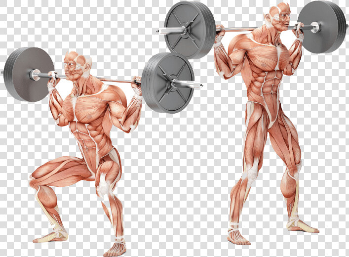 Bodybuilding Personal Training Exercises   Squat Muskelgrupper  HD Png DownloadTransparent PNG