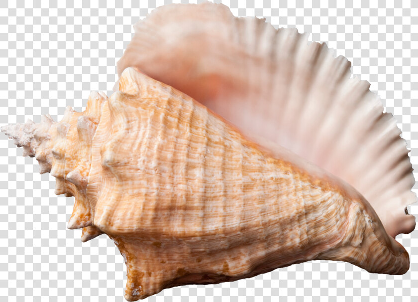 Conch Shell Transparent Background  HD Png DownloadTransparent PNG