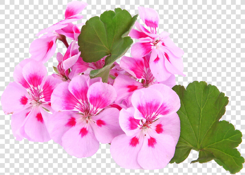 Transparent Geranium Png   Geranium  Png DownloadTransparent PNG