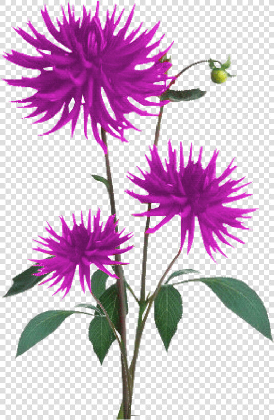 Aster Png Free Download   Flower Plant Texture Png  Transparent PngTransparent PNG