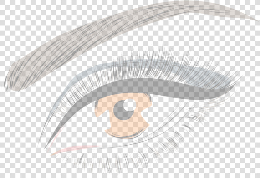 Eyelash Drawing Eyebrow  HD Png DownloadTransparent PNG