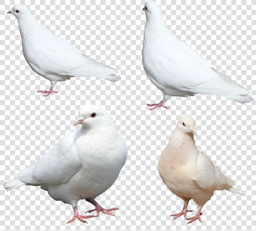 Nobacks Com Isolated Free   White Pigeon Sitting Png  Transparent PngTransparent PNG