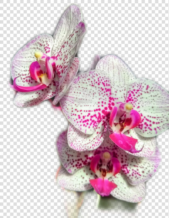  orquidea   Artificial Flower  HD Png DownloadTransparent PNG