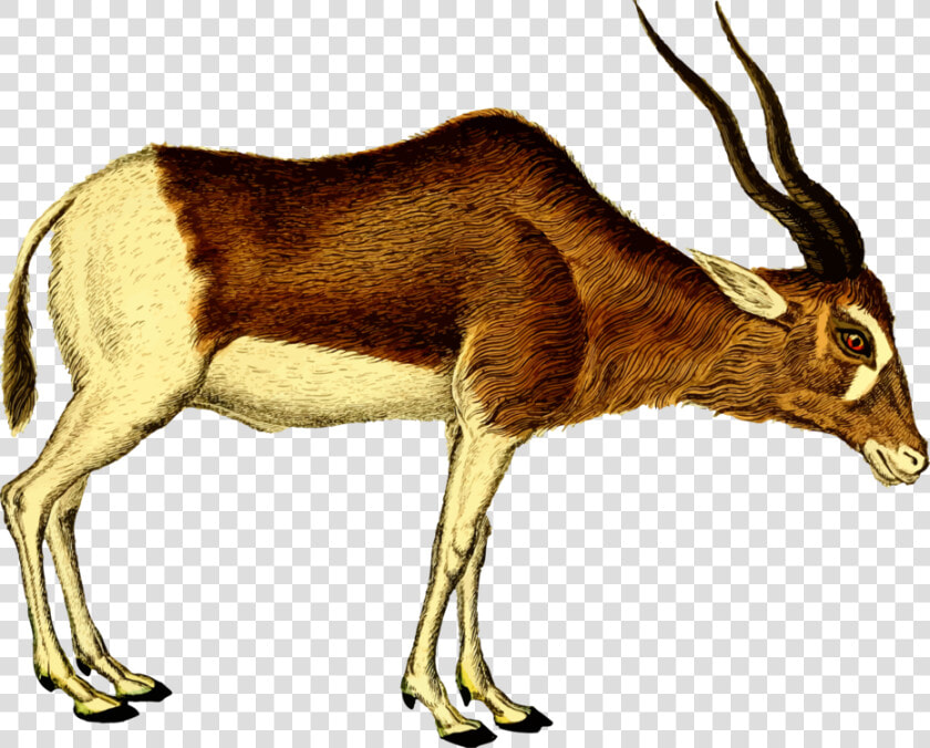 Antelope cattle Like Mammal springbok   Antelope Clipart  HD Png DownloadTransparent PNG