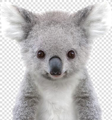 Koala Png Free Pic   Baby Koala Black And White  Transparent PngTransparent PNG