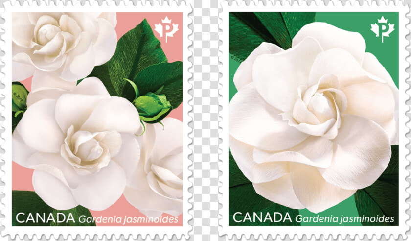 One Featuring Three Gardenias  And One Focusing On   Postage Stamp  HD Png DownloadTransparent PNG