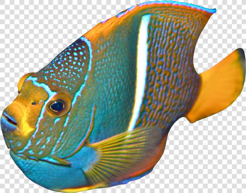 Angelfish   Angelfish Png  Transparent PngTransparent PNG