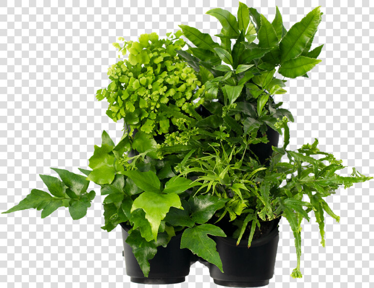 Flowerpot  HD Png DownloadTransparent PNG