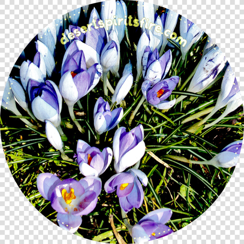 Crocus   Spring Crocus  HD Png DownloadTransparent PNG