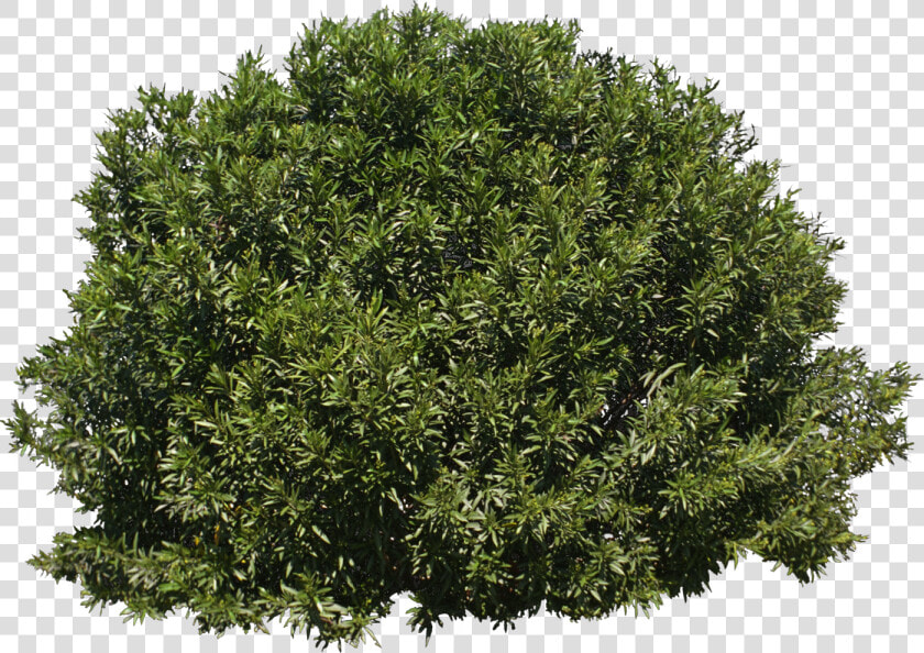 Tree Shrub Evergreen   Transparent Background Bush Png  Png DownloadTransparent PNG