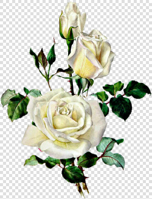 Розы Botanical Illustration  Botanical Drawings  Rose   White Rose Botanical Illustration  HD Png DownloadTransparent PNG