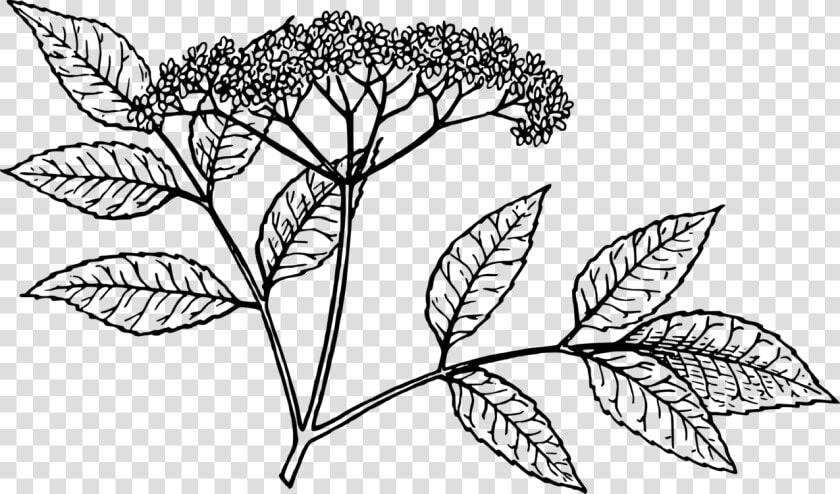 Elderflower Cordial Drawing Red Elderberry Tree Free   Elderberry Drawing  HD Png DownloadTransparent PNG